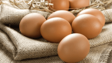 Is Creatine Made Up of Eggs
