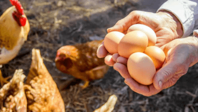 Understanding Egg Production in Chickens